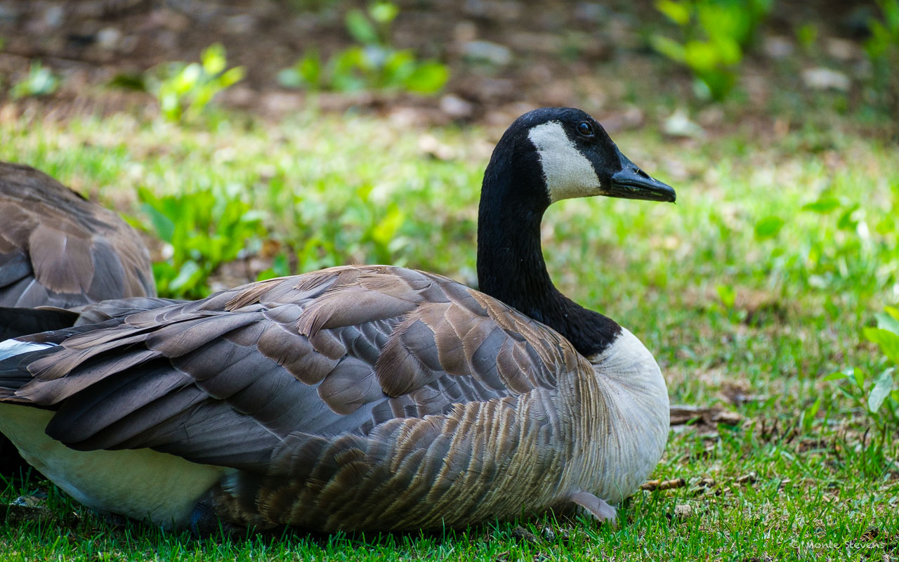 Canada Goose Monte Stevens Photography Blog